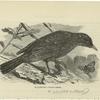 Blackbird --Turdus mérula