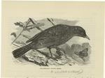 Blackbird --Turdus mérula
