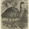 The cassowary of New Holland