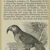 Goliath or great black cockatoo (Microglosum aterrimum) ; Long-billed cockatoo (Nestor productus)