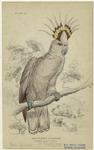Plyctolophus leadbeateri, tricolour-crested cockatoo