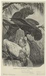 Banksian and slender-billed cockatoos