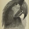 Head of black cockatoo