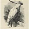 Sulphur-crested cockatoo -- Cacatúa galerita
