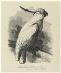Sulphur-crested cockatoo -- Cacatúa galerita
