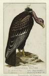 California vulture