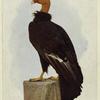 California vulture, 1/5 life-size