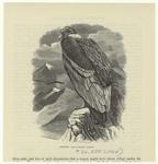 Condor -- Sarcorhamphus gryphus