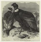 Male and female condors (1/6 nat. size)