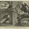 The condors and their young in the Dresden zoological garden