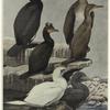 Common cormorant, Phalacrocorax carbo (Linnaeus) ; Double-crested cormorant, Phalacrocorax auritus (Lesson) ; Gannet, Sula bassana (Linnaeus)