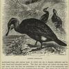 Common cormorant