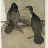 Double-crested cormorant (Phalacrocorax dilophus) 1/5 l[i]fe-size