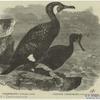Cormorant -- Gráculus carbo ; Crested cormorant -- Gráculus cristátus