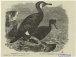 Cormorant -- Gráculus carbo ; Crested cormorant -- Gráculus cristátus