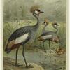East African balearic crane