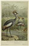 East African balearic crane