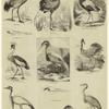 Crane ; Bill of crane ; Golden breasted trumpeter ; Crowned crane ; Demoiselle ; Bill of heron ; Pectinated claw of night-heron ; Head of heron ; Stanley crane