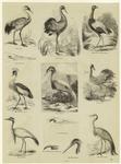 Crane ; Bill of crane ; Golden breasted trumpeter ; Crowned crane ; Demoiselle ; Bill of heron ; Pectinated claw of night-heron ; Head of heron ; Stanley crane