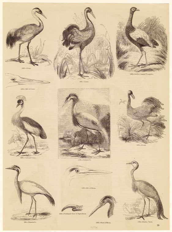 Crane ; Bill of crane ; Golden breasted trumpeter ; Crowned crane ...
