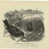 Satin bower bird (Ptilonorhynchus holosericeus.)