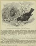 Lauben vogel (Ptylonorhynchus holocericeus) 1/4 naturliche grösse
