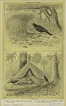 Bower of the satin bower bird (Ptilonorhynchus holocericeus); Hut and garden of the gardener bower bird (Amblyornis inoratus)