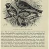 Cirl bunting and meadow bunting (5/8 nat. size.)