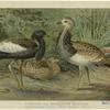 Florican and MacQueen's bustard