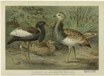 Florican and MacQueen's bustard