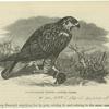 Rough-legged falcon -- Archibúteo Lágopus
