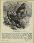 Rough-legged buzzard (one-fifth natural size)