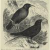 Red-billed, and alpine chough (1/3 nat. size)