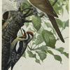 Black-billed cuckoo ; Yellow-bellied sapsucker