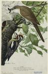 Black-billed cuckoo ; Yellow-bellied sapsucker