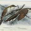 Belted kingfisher - Ceryle alcyon (Linnaeus) ; Male, black-billed cuckoo - Coccyzus erythrophthalmus (Wilson) ; Female, yellow-billed cuckoo - Coccyzus americanus americanus (Linnaeus)