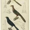 Cuculus guira (the spotte cuckoo) ; Coccyzus geoffroyi (the couas cuckoo) ; Centropus menebiki (the lark-nailed caucal)