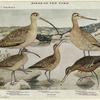 Long-billed curlew ; Hudsonian curlew ; Eskimo curlew ; Marbled godwit ; Hudsonian godwit
