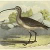 Long-billed curlew -- sickle-bill