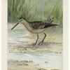 The dowitcher