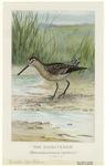 The dowitcher