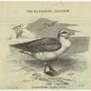 The wandering albatros
