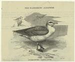 The wandering albatros