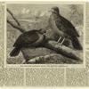 Rare birds from Navigators' Islands: The Didumculus strigirostris