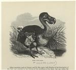 Dodo, Didus ineptus
