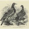 Ring-dove -- Columba palumbus ; Stock-dove -- Columba oenas