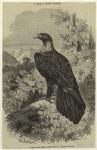 L'aigle à queue étagée (Aquila fucosa)