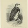 Martial eagle -- Spizáëtus bellicosus