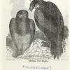 Chilian sea eagle