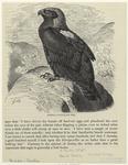 Imperial eagle (1/6 nat. size)